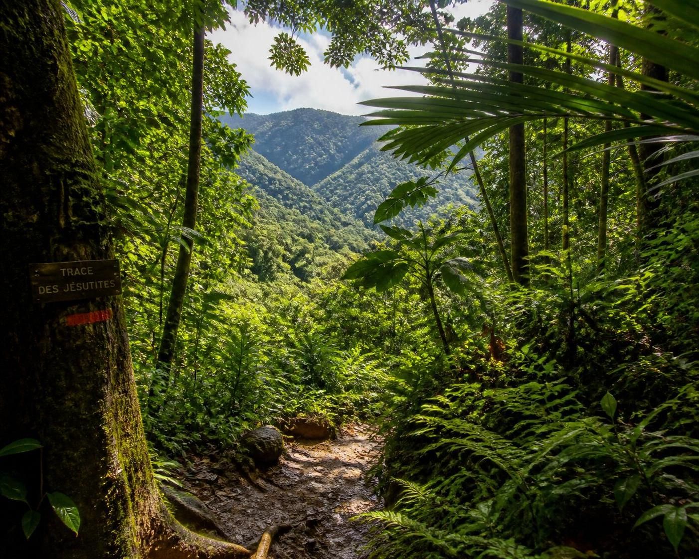 découvrez les sentiers de randonnée incontournables en martinique pour explorer l'île autrement et profiter de ses paysages naturels exceptionnels.